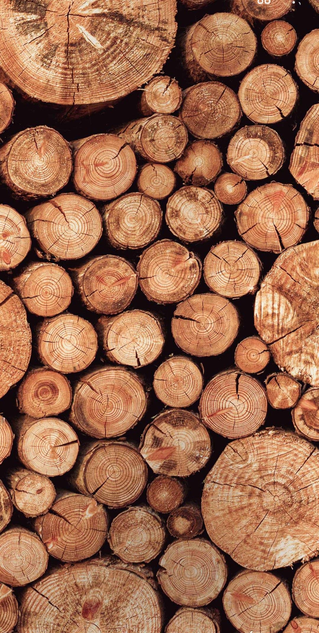 Blue gum Firewood